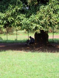 Finding God Under the Mango Tree