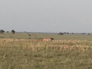 13346918_10209194073990855_2617236010581751444_n